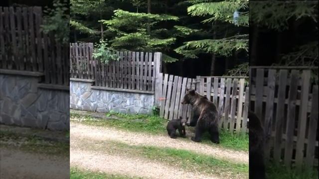 бабушка встречай внуков прикол супер посмотрите смотреть онлайн