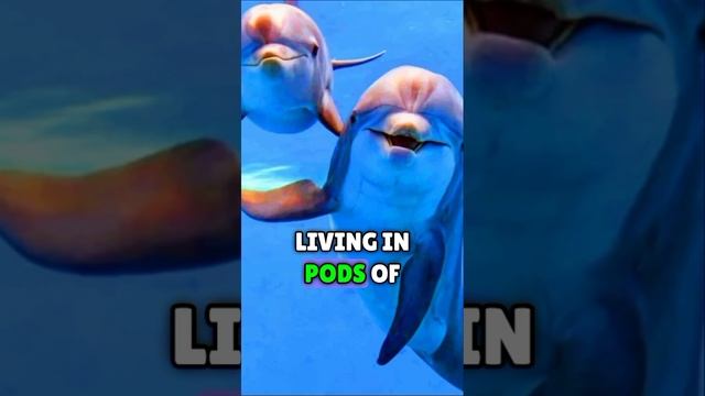 "Incredible Dolphin Acrobatics"#short #dolphin смотреть онлайн