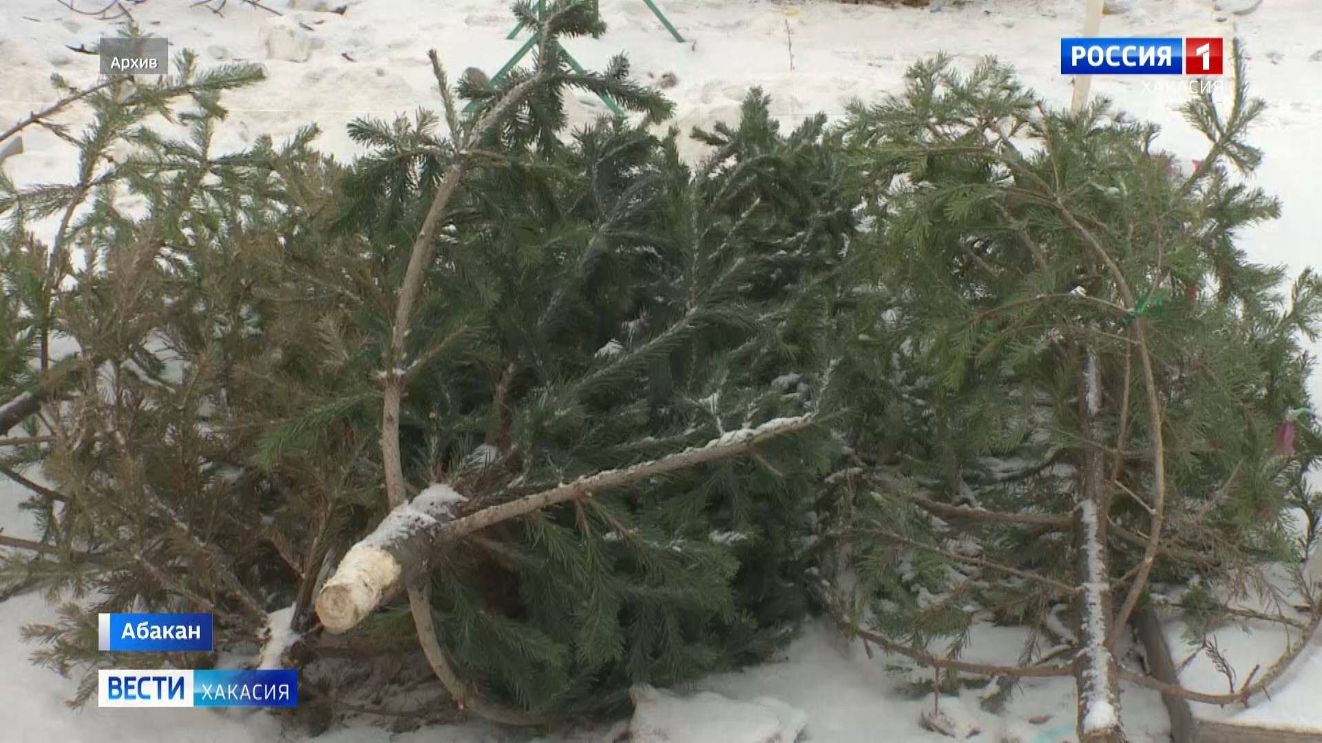 Ели и пихты можно сдать на переработку смотреть онлайн