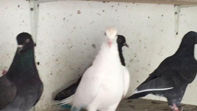 #Pigeons.Красивые пискуны для Меружана из Москвы. смотреть онлайн