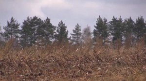 Мгновения с охоты на зайца с гончей.