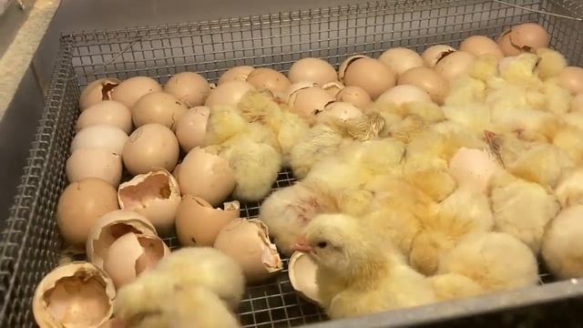 КУЧА БРОЙЛЕРОВ / 300 ГОЛОВ / Заселяю в клетку / Неожиданно хороший вывод! смотреть онлайн