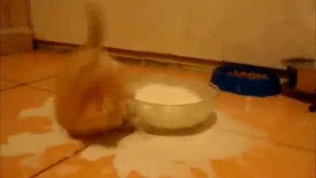 котёнок и тарелка молока смотреть онлайн