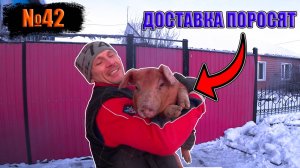 №42 И вновь свиноводческие будни…/Как вылечить поросёнка-вертолёта?!