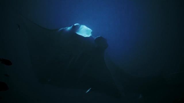 Mantas - Ishigaki смотреть онлайн