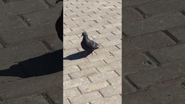 Нашли очень смешных воробьёв. смотреть онлайн