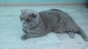 Кот Зефир