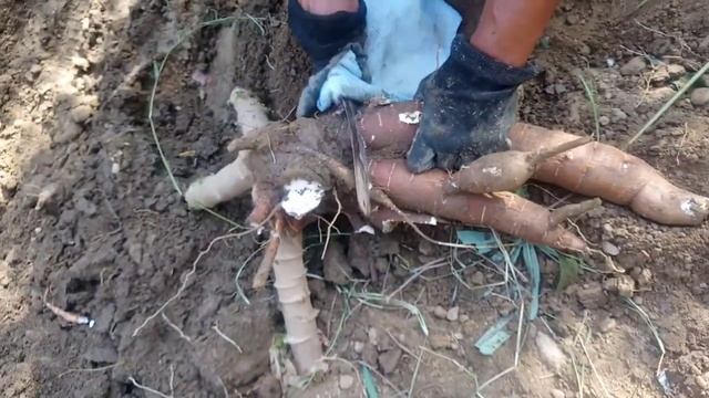 #cassava#manyok#kasava#mandioca/kasava sebzesinin köklerinin ayrılması смотреть онлайн