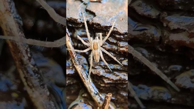 Паук охотник каëмчатый Dolomedes sp. смотреть онлайн