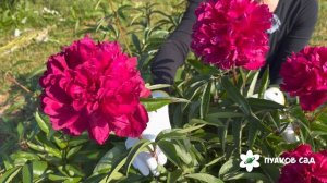 Dixie peony. Дикси пион. Пулков сад