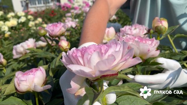 Petite Elegance peony. Петит Элеганс пион. Пулков сад смотреть онлайн