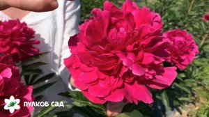 Kansas peony. Канзас пион. Пулков сад