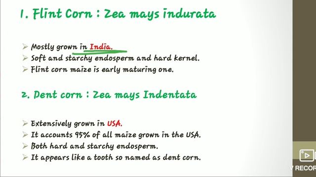 Maize (Crop Production) |Cultivation Of Maize By Priya Nagar| Corn Production | Global Agri Point |