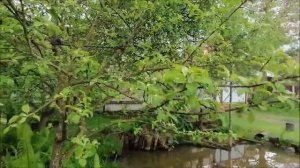 Электрогрядка для яблони 2023 год.