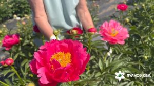 Raspberry Charm peony. Распберри Чарм пион. Пулков сад