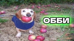 🍎 Собака с яблоком Обби 🐶 Полное Прохождение