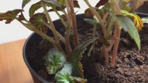 Бегония Беллекония побеги из заглублённой почки