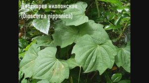 Диоскорея