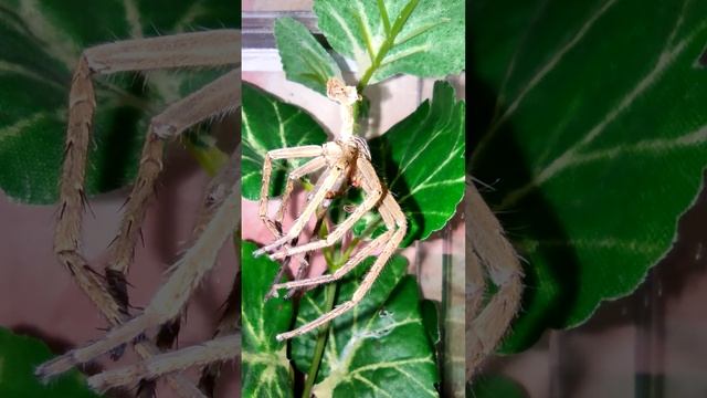 Паук heteropoda venatoria удивил смотреть онлайн