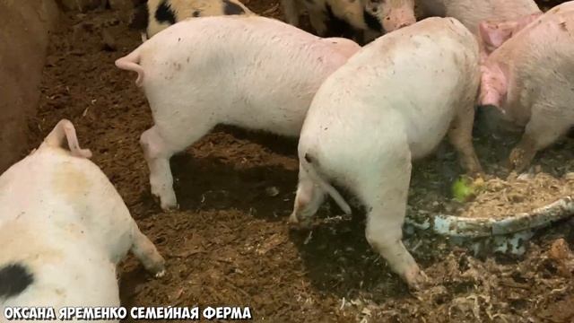 ПОРОСЯТА / Правильный отъем / Нужен хороший старт смотреть онлайн