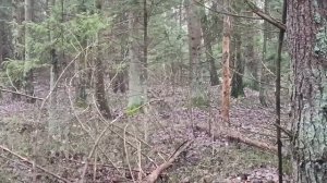ОХОТА С ГОНЧИМИ НА ЗАЙЦА И ЛИСУ. ОХ И ВЫДАЛСЯ ДЕНЁК.#охотасгончими#гончие#заец#лиса#охотаналису