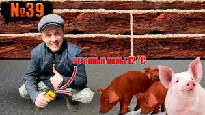 №39 Какой пол сделать в сарае?!/Забой свинки,породы пьетрен