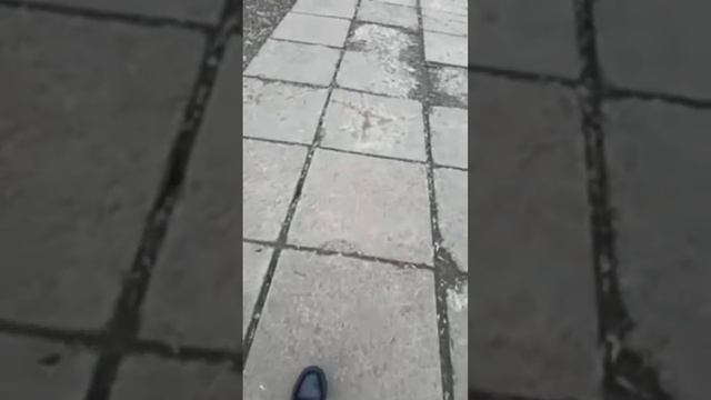 Лучшие моменты трансляции "Chihuahua ZeFir в прямом эфире!" (0:00–1:05) смотреть онлайн
