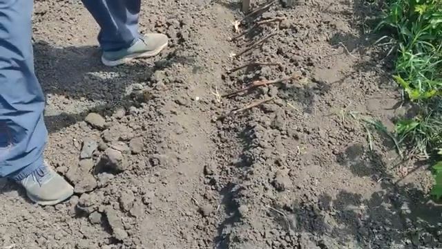 Высадка черенков винограда в 