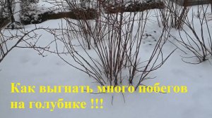 Как выгнать много побегов на голубике!!!