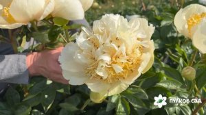Quitzin peony. Квитцин пион. Пулков сад