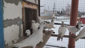 #pigeon Тренировка молодых бакинских/армянских бойных голубей 07 января 2025 г.