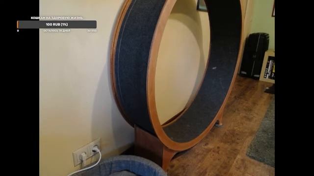 Колесо Чебуреки и Тимофея 24/7/ Cat wheel 24/7 смотреть онлайн