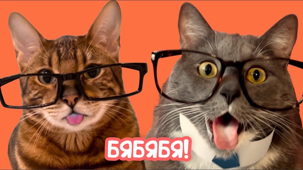 ЕСЛИ БЫ КОТИКИ ХОДИЛИ В ШКОЛУ - УРОК БЯБЯЛОГИИ смотреть онлайн