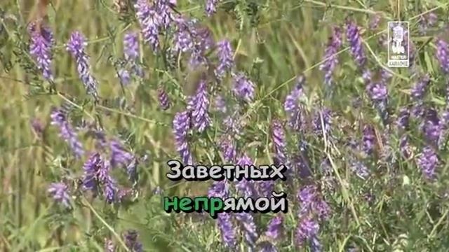 06 Pesenka Elli i ee druzey смотреть онлайн