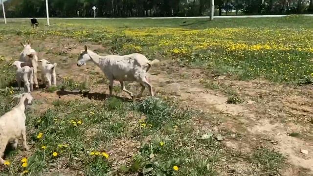 ПРОДАЛА свой старый дом / Покупаю ИНКУБАТОР :) смотреть онлайн