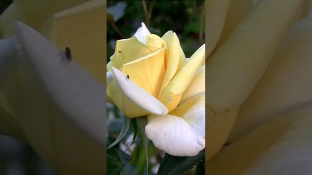 Вся прелесть розы на кусту. Дмитрий Шлапак смотреть онлайн