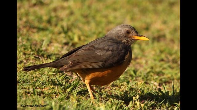 Olive Thrush singing in the dawn chorus смотреть онлайн