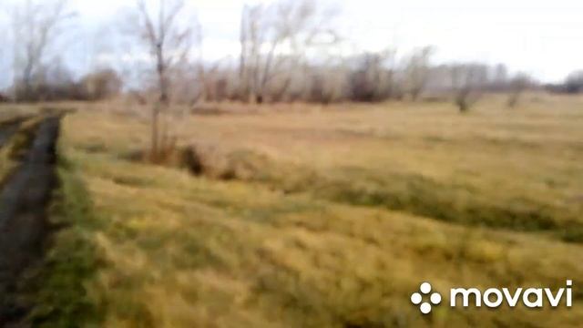 Коровы и осень. Из архива. смотреть онлайн