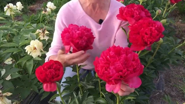 Command performance peony. Команд перфоманс пион. Пулков сад (2021) смотреть онлайн