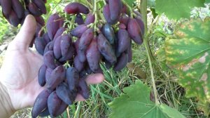 Перцовый черный, Красный, Сюзанна и Буба