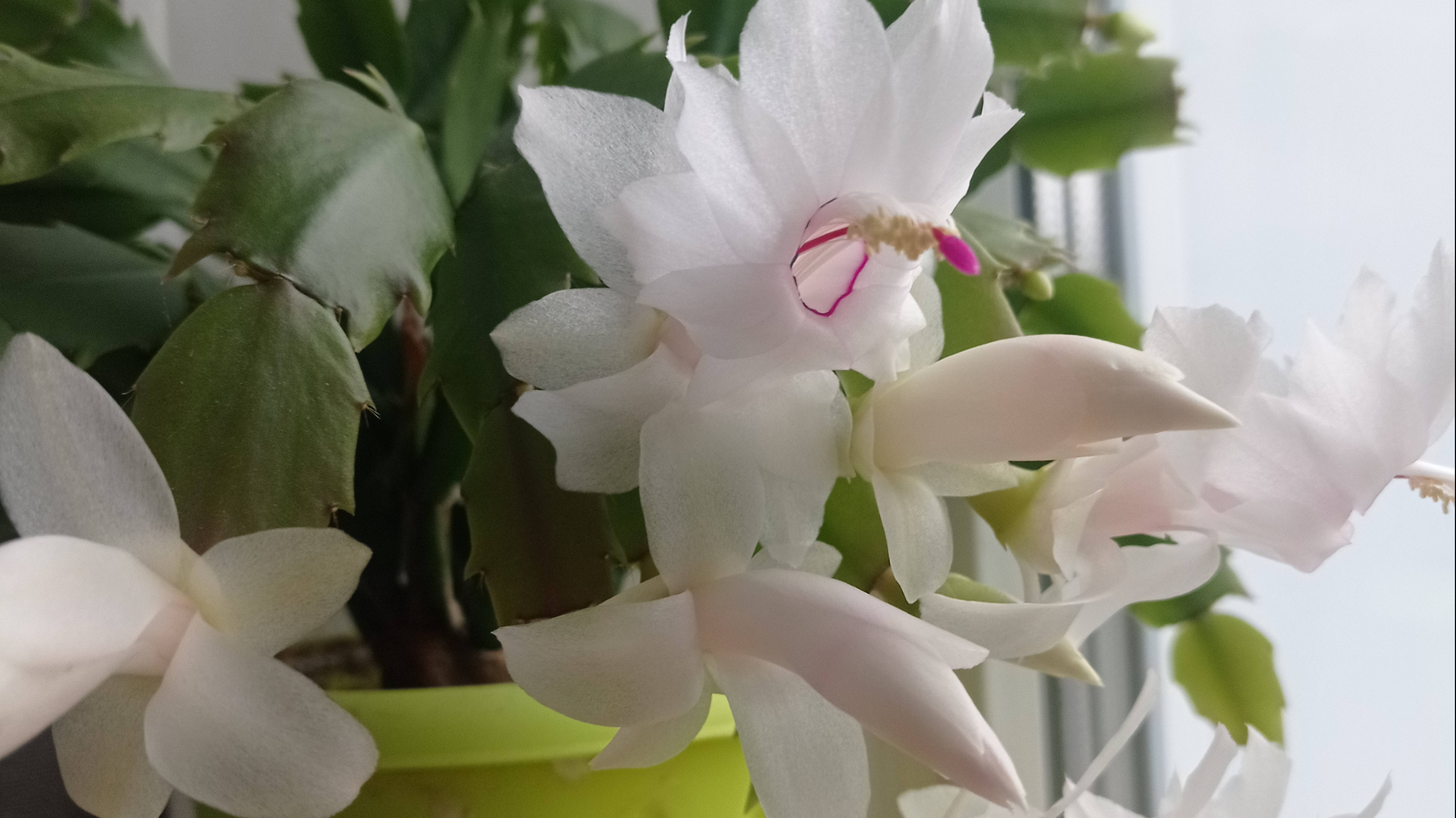 Сею виолу на рассаду.