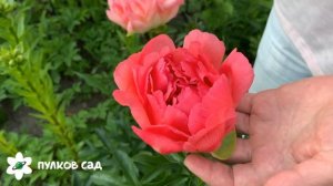 Coral sunset peony. Корал сансет пион. Пулков сад
