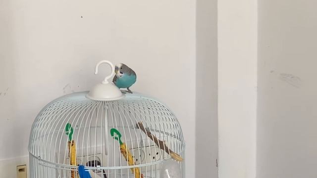 Parrot boy chirping. смотреть онлайн