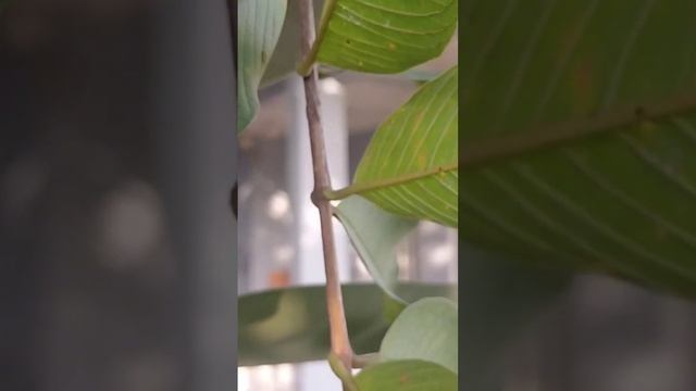 THIS GRAFTED GUAVA BEARS FRUIT AFTER 2 YEARS смотреть онлайн