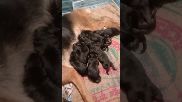 German Shepherd Puppies Day 1 смотреть онлайн