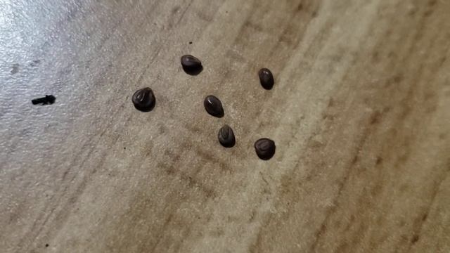 Germinar semillas en sustrato o tierra preparada - Tepezcohuite смотреть онлайн
