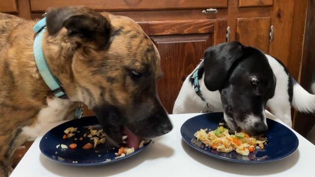 Pasta day with dogs! 🍝 смотреть онлайн