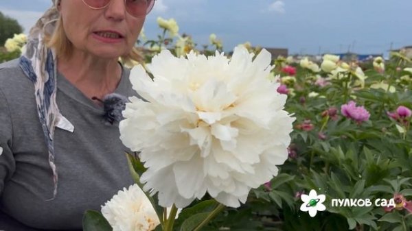 Festiva Powder Puff peony. Фестива Паудер Пафф пион. Пулков сад