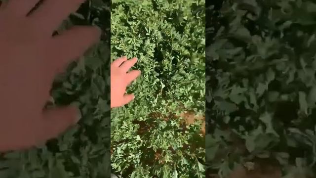 متابعة حوض الحلبة وطريقة الحصاد وجمع البذور смотреть онлайн