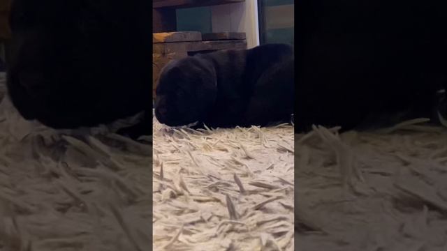 #щенок #лабрадор #щенкилабродора